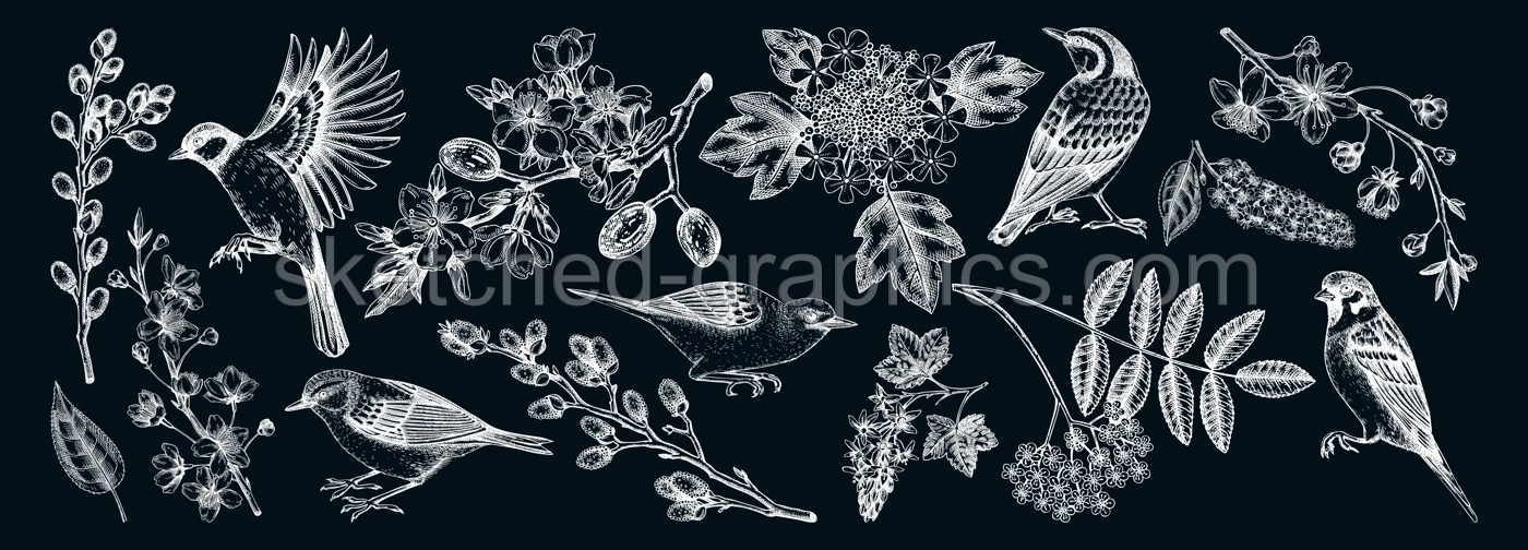 Flowering branches and birds drawings collection. Vintage cherry, almond, willow, rowan, currant flowers sketches set. Botanical vector illustrations of spring blooming trees isolated on chalkboard Illustration